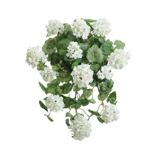 White Geranium Hanging Bush {1}