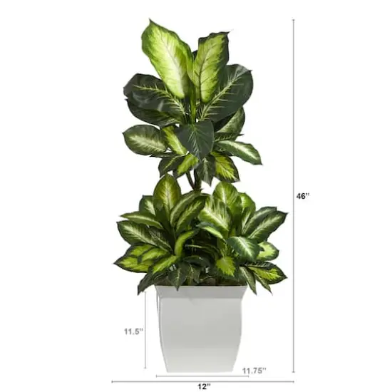4ft. Golden Dumb Cane Plant in White Metal Planter {3}