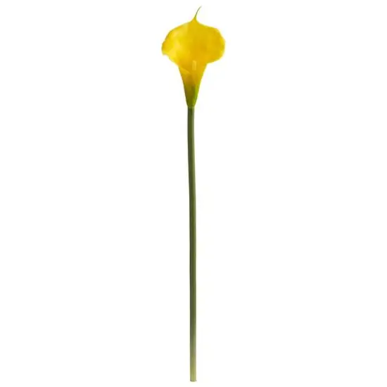 Yellow Calla Lily Stems, 12ct.  {1}