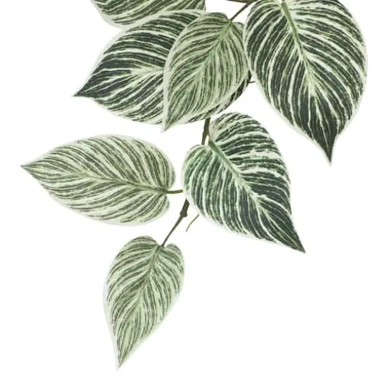 23" Philodendron Birkin Hanging Bush by Ashland&reg; {4}