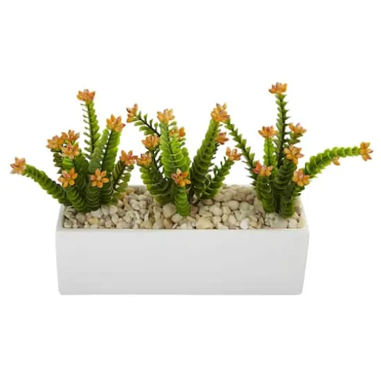 Flowering Sedum in Rectangular Planter {3}
