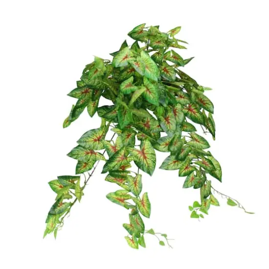 Green and Red Caladium Spring Floral Hanging Bush {1}