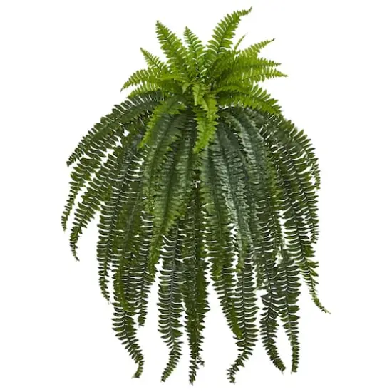 4ft. Boston Fern Plant {1}