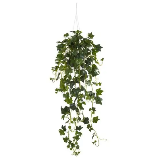 3ft. Green English Ivy Hanging Basket {1}