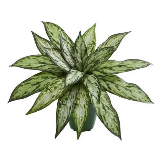 8" Potted Silver Queen Plant, 2ct. {3}