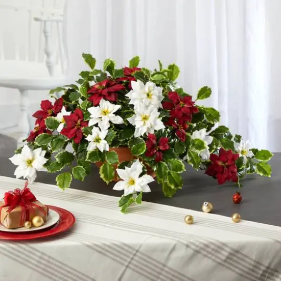 13" Poinsettia & Variegated Holly Plant in Terracotta Planter {4}
