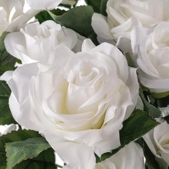 White Rose Bush by Ashland&reg; {5}