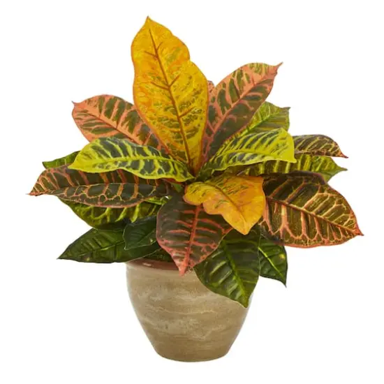 15" Garden Croton Plant in Ceramic Planter {1}