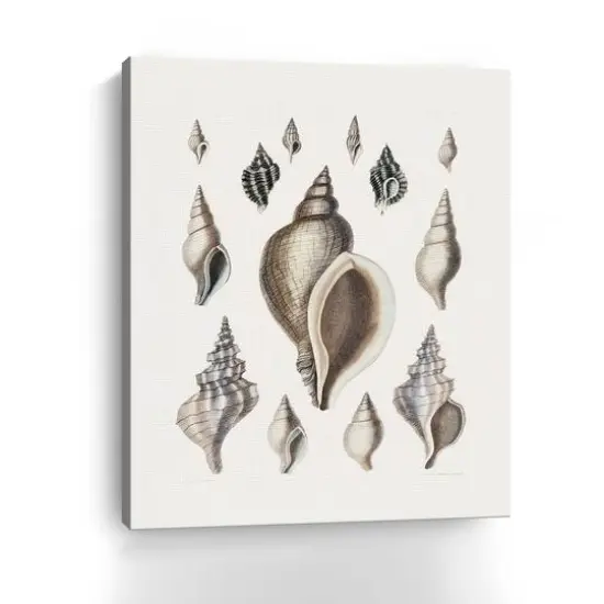Vintage Shell II Canvas Giclee {4}