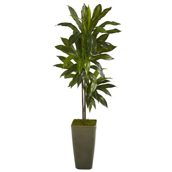 4.5ft. Dracaena Plant in Green Planter {1}