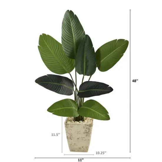 4ft. Travelers Palm Tree in Country White Planter {3}