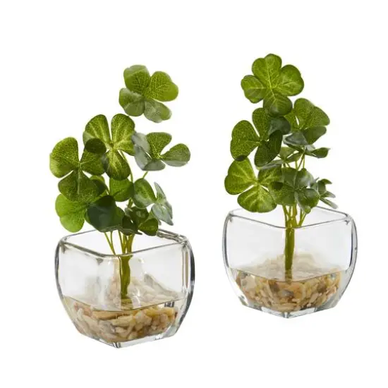 9" Clover Plant in Glass Planter, 2ct. {1}