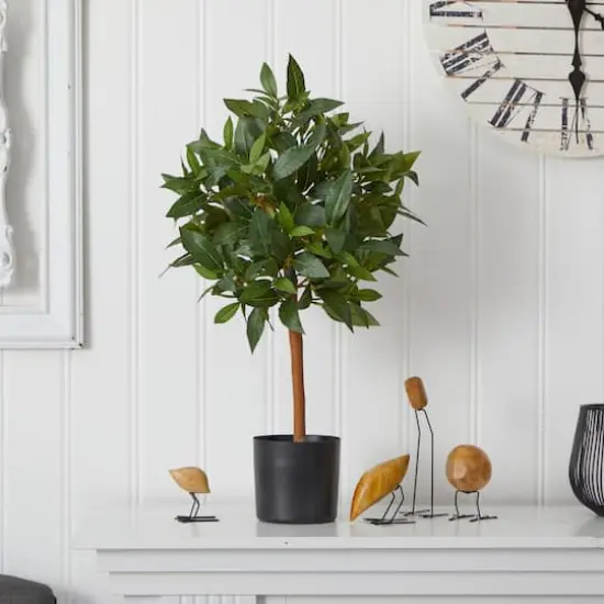 2ft. Potted Sweet Bay Mini Ball Topiary Tree {5}