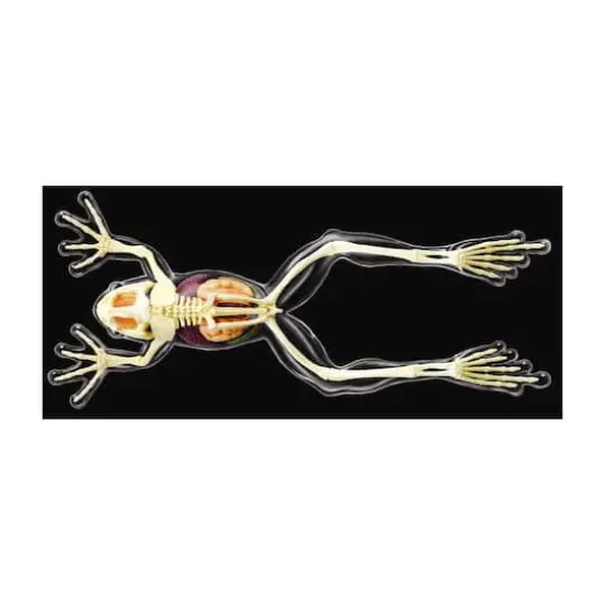 4D Vision&trade; Full Skeleton Frog Model {3}