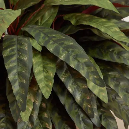 2.5ft. Peacock Plant in Sand Colored Oval Planter {5}