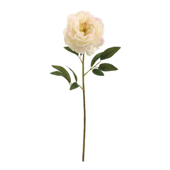 Cream White Peony Stem  {1}