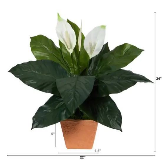 2ft. Peace Lily Plant in Terra Cotta Planter {3}
