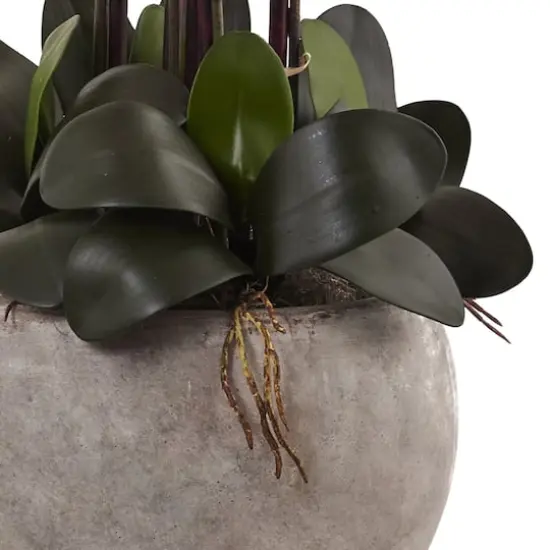 3ft. Moth Orchid Arrangement in Sand Colored Bowl Dark Pink {5}