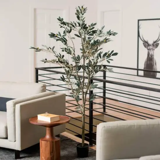 6ft. Potted Olive Tree {3}