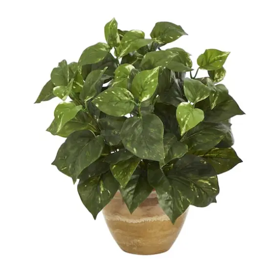 14" Pothos Plant in Ceramic Planter {1}
