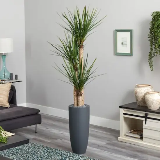 6ft. Yucca Tree in Black Planter {4}