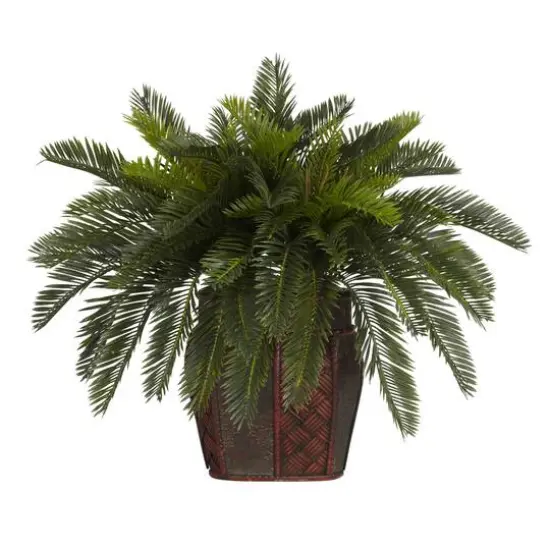 19" Double Cycas with Vase {1}