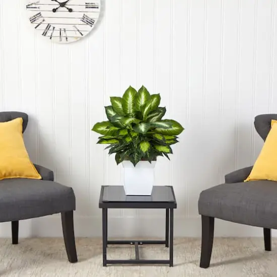 2ft. Golden Dumb Cane in Decorative White Metal Planter {4}