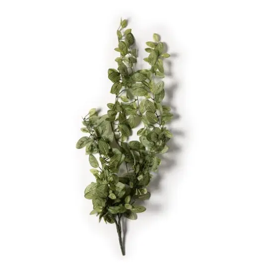 Fittonia Hanging Bush Classic Greeery by Ashland&reg; {1}