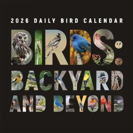 2026 Birds: Backyard and Beyond Wall Calendar {1}
