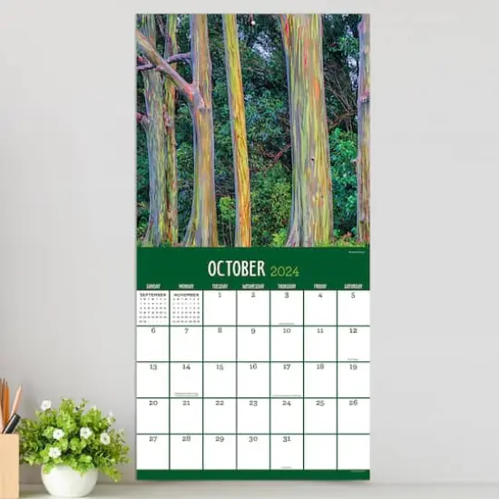 TF Publishing 2024 Trees Wall Calendar {5}