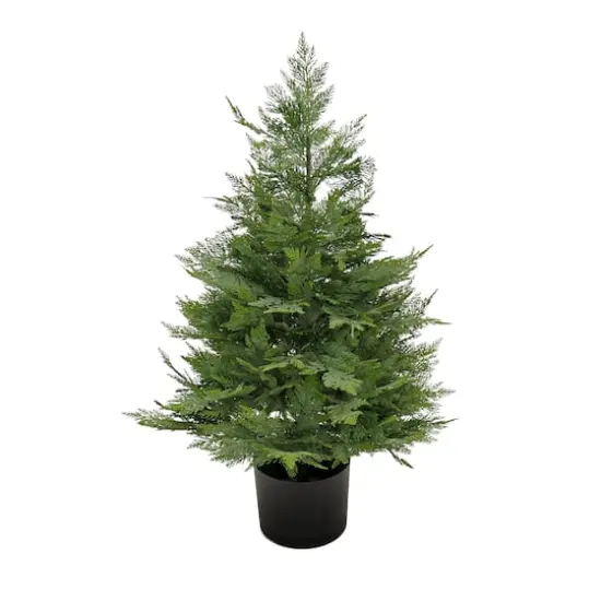 3ft. Cypress Tree In Nursery Pot {1}