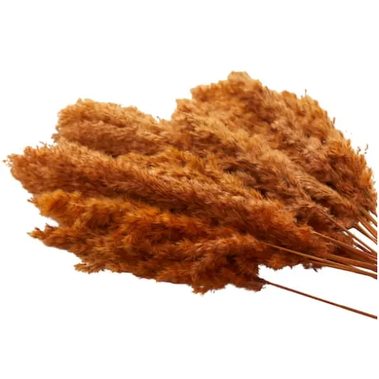 Dried Plant Pampas Natural Foliage with Long Stems Orange {6}