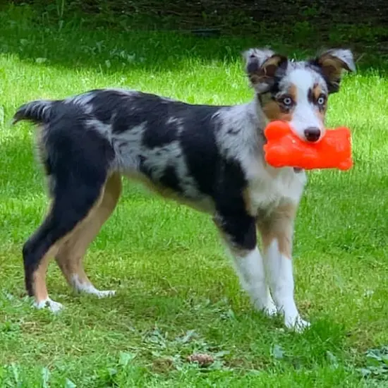 Ruff Dawg™ Gummy Bear Rubber Indestructible Retrieving Dog Toy {5}