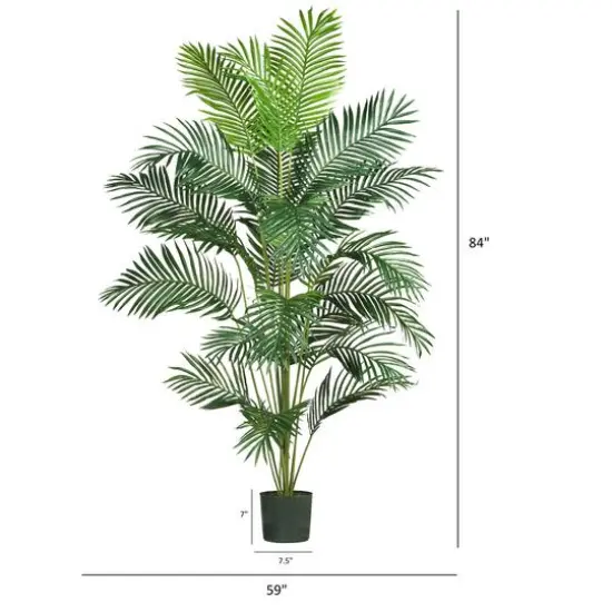 7ft. Potted Paradise Palm {6}