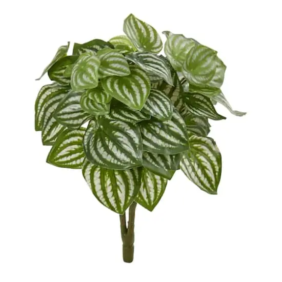 Watermelon Peperomia Plant, 6ct. {1}
