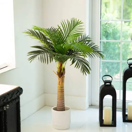 4ft. Potted Coconut Palm Tree {3}