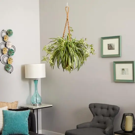 20" Spider Plant Hanging Basket {6}
