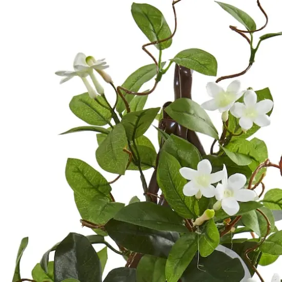 24&rdquo; Potted White Stephanotis Climbing Plant  {3}