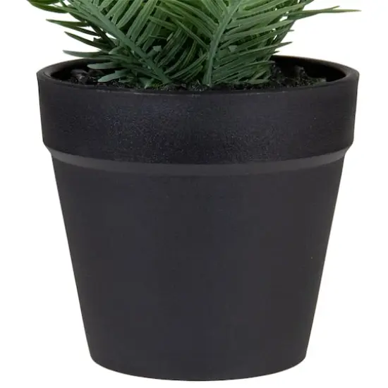 7.5" Green Chinese Yew Plant in Black Pot {5}