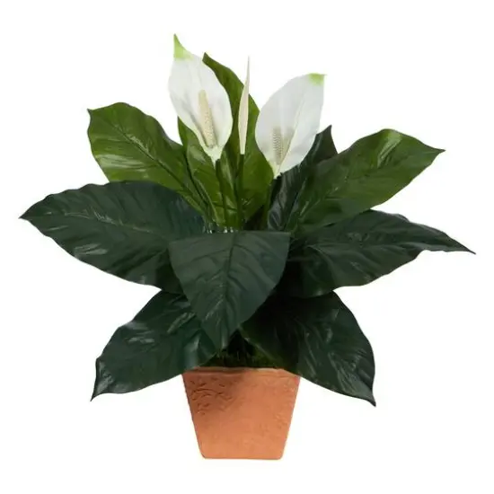 2ft. Peace Lily Plant in Terra Cotta Planter {1}