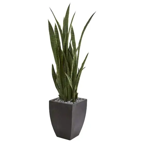 4.5ft. Snake Plant in Decorative Black Planter {1}