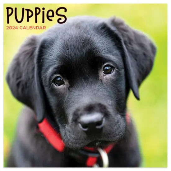 TF Publishing 2024 Puppies Mini Calendar {1}