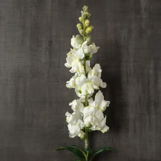 Cream Snapdragon Spray by Ashland&reg; {3}