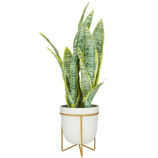 25" Green Snake Faux Foliage Artificial Plant with White Porcelain Pot and Gold Stand {3}