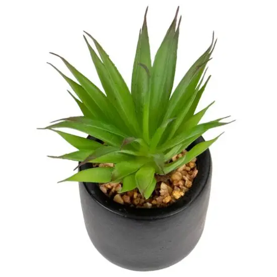 7" Green Sword Grass in Black Pot {6}