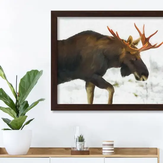 Moose in The Snow Black Framed Print Under Plexiglass {4}