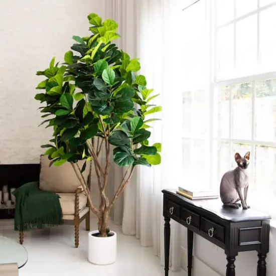 8ft. Artificial Grand Fiddle Leaf Tree in White Decorative Planter {3}