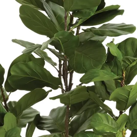 6.5ft. Fiddle Leaf Fig Tree {4}