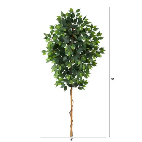6ft. Single Ficus Tree {3}