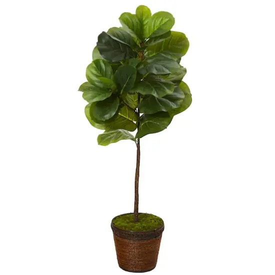 4ft. Fiddle Leaf Tree in Coiled Rope Planter {1}